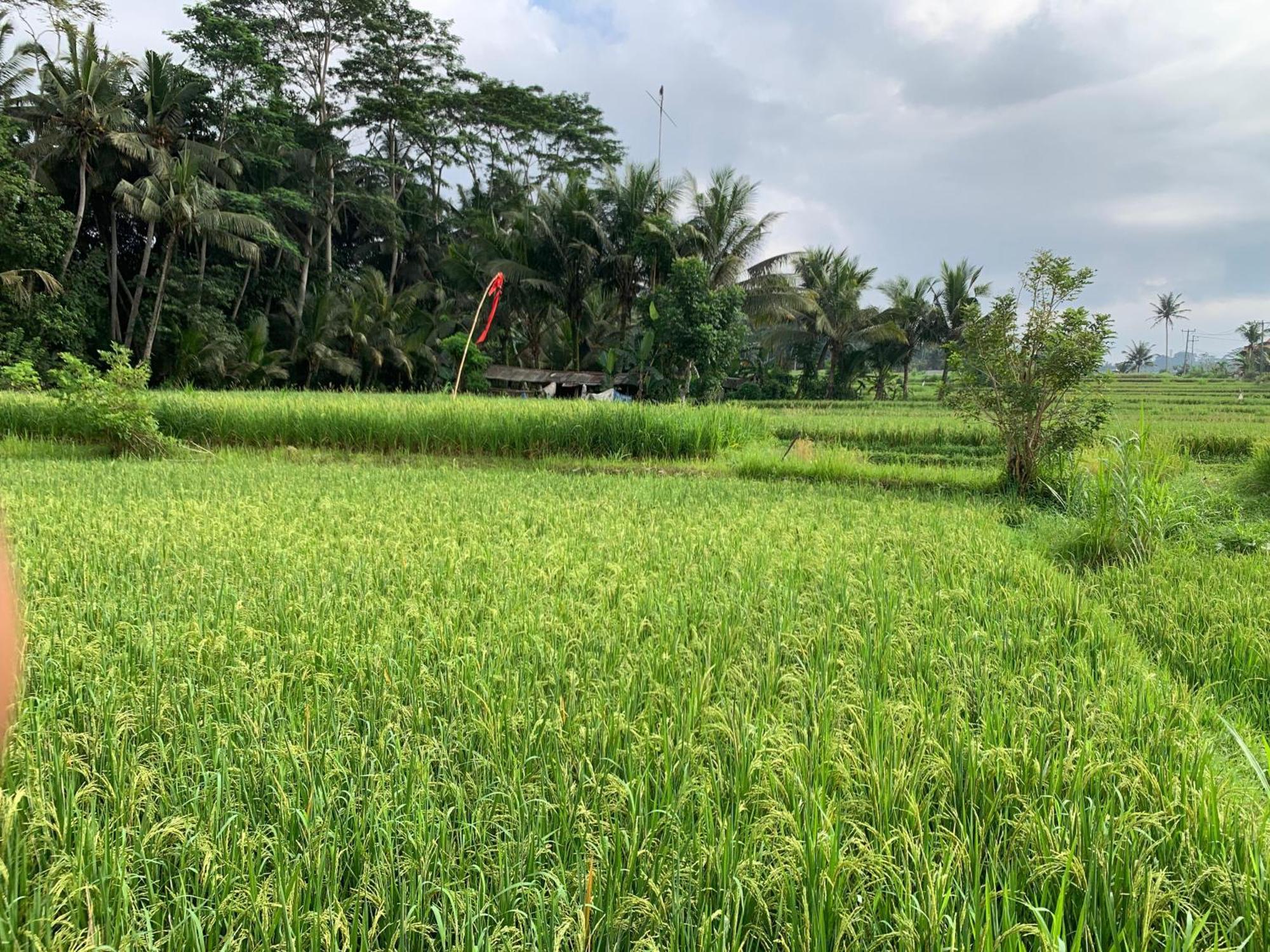 Adi Laxmi Villa Ubud Exterior foto